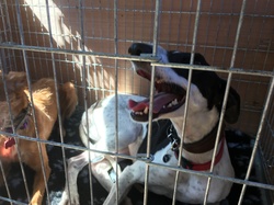 Sauvetage de 8 loulous les 30 & 31.05.2019