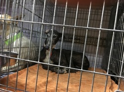 Sauvetage de 8 loulous les 30 & 31.05.2019