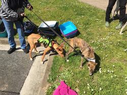 Sauvetage de 9 loulous le 29.03.2019