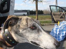 Sauvetage de 9 loulous le 29.03.2019