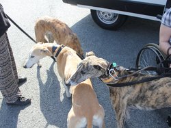 Sauvetage de 9 loulous le 29.03.2019