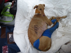 Sauvetage du 11/07/2015