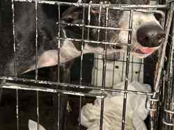 Sauvetage du 14.08.2025 Salamanca 5 galgas