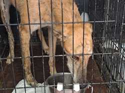 Sauvetage du 14.08.2025 Salamanca 5 galgas