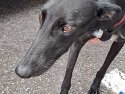 Sauvetage du 14.08.2025 Salamanca 5 galgas