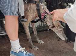 Sauvetage du 14.08.2025 Salamanca 5 galgas