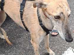 Sauvetage du 14.08.2025 Salamanca 5 galgas