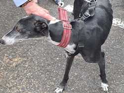 Sauvetage du 14.08.2025 Salamanca 5 galgas