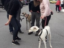 Sauvetage du 15.02.2020 Salamanca