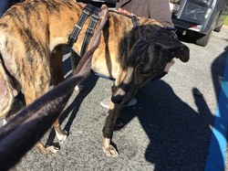 Sauvetage du 19.11.2021 de 4 galgos