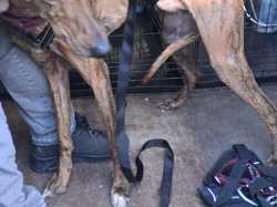 Sauvetage du 21.02.2026 Salamanca