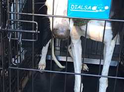 Sauvetage du 21.02.2026 Salamanca