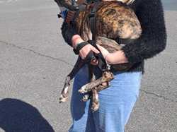 Sauvetage du 21.02.2026 Salamanca