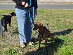 Sauvetage du 21.02.2026 Salamanca