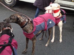 Sauvetage du 26.03.2016