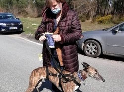 Sauvetage le 10.03.2021 de 8 galgas de  Salamanca