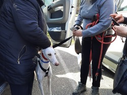 Sauvetage le 10.03.2021 de 8 galgas de  Salamanca