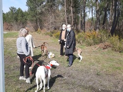 Sauvetage le 10.03.2021 de 8 galgas de  Salamanca