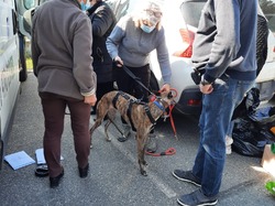 Sauvetage le 10.03.2021 de 8 galgas de  Salamanca