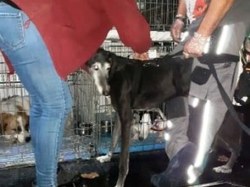 Sauvetage le 12.06.2020 de 11 loulous de Villarobledo