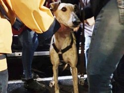 Sauvetage le 12.06.2020 de 11 loulous de Villarobledo