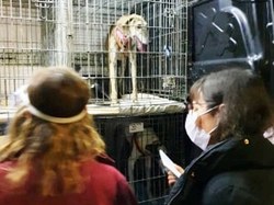 Sauvetage le 12.06.2020 de 11 loulous de Villarobledo