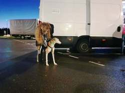 Sauvetage le 12.06.2020 de 11 loulous de Villarobledo