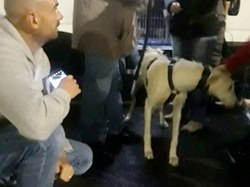 Sauvetage le 12.06.2020 de 11 loulous de Villarobledo