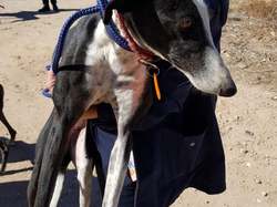 Sauvetage le 16 Octobre 2020 de 7 galgos.