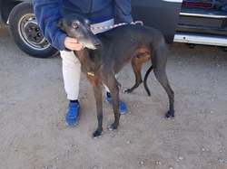 Sauvetage le 16 Octobre 2020 de 7 galgos.