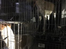 Sauvetage le 16 Octobre 2020 de 7 galgos.