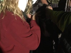 Sauvetage le 16 Octobre 2020 de 7 galgos.