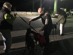 Sauvetage le 16 Octobre 2020 de 7 galgos.