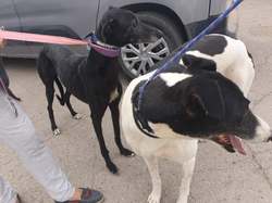 Sauvetage le 18.10.2019 de Ana et Inay