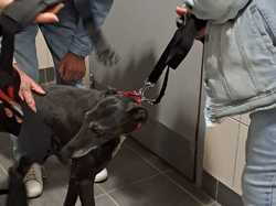 Sauvetage le 26.09.2025 de XENA