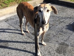 Sauvetage le 29.12.2019 de Dana et Alicia