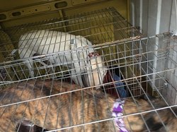 Sauvetage le 3 Octobre 2020 de 3 galgos