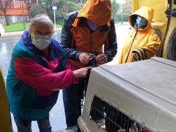 Sauvetage le 3 Octobre 2020 de 3 galgos