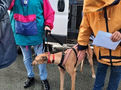 Sauvetage le 30.12.2020 -  8 galgas à Salamanca