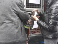 Sauvetage le 30.12.2020 -  8 galgas à Salamanca