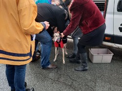 Sauvetage le 30.12.2020 -  8 galgas à Salamanca