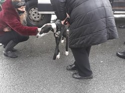 Sauvetage le 30.12.2020 -  8 galgas à Salamanca