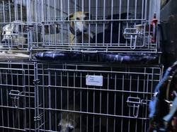 Sauvetage le 7 Mai 2021 de Nano - Villarobledo