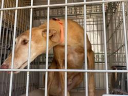 Sauvetage le 7 Mai 2021 de Nano - Villarobledo