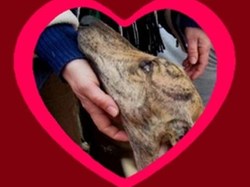 Sauvetage de 4 galgos les 18 & 19.07.2020 à Salamanca