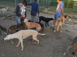 Sauvetage de 4 galgos les 18 & 19.07.2020 à Salamanca