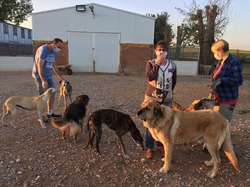 Sauvetage de 4 galgos les 18 & 19.07.2020 à Salamanca