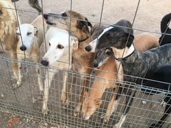 Sauvetage de 4 galgos les 18 & 19.07.2020 à Salamanca