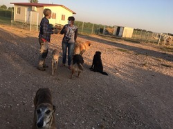 Sauvetage de 4 galgos les 18 & 19.07.2020 à Salamanca