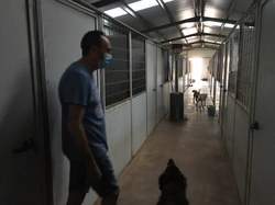 Sauvetage de 4 galgos les 18 & 19.07.2020 à Salamanca